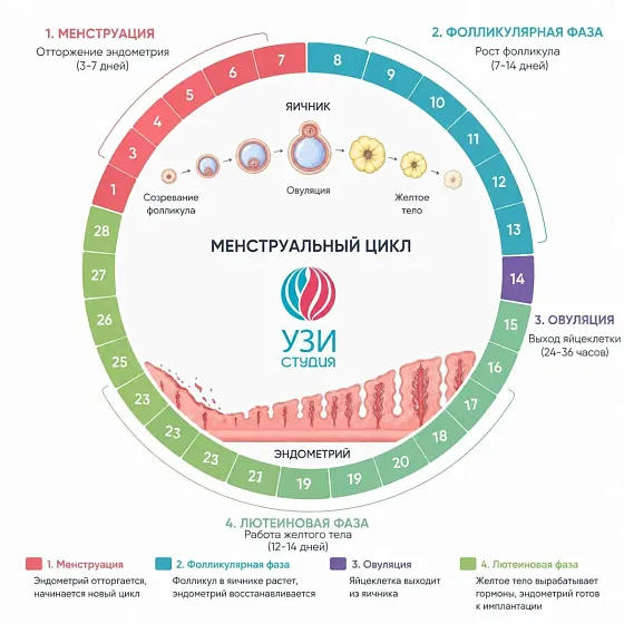 Менструальный цикл